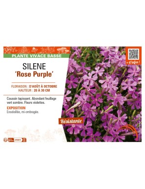 SILENE (schafta) Rose Purple
