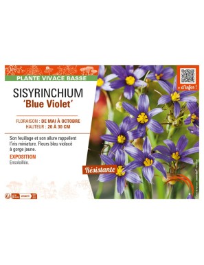 SISYRINCHIUM (bellum) Blue Violet