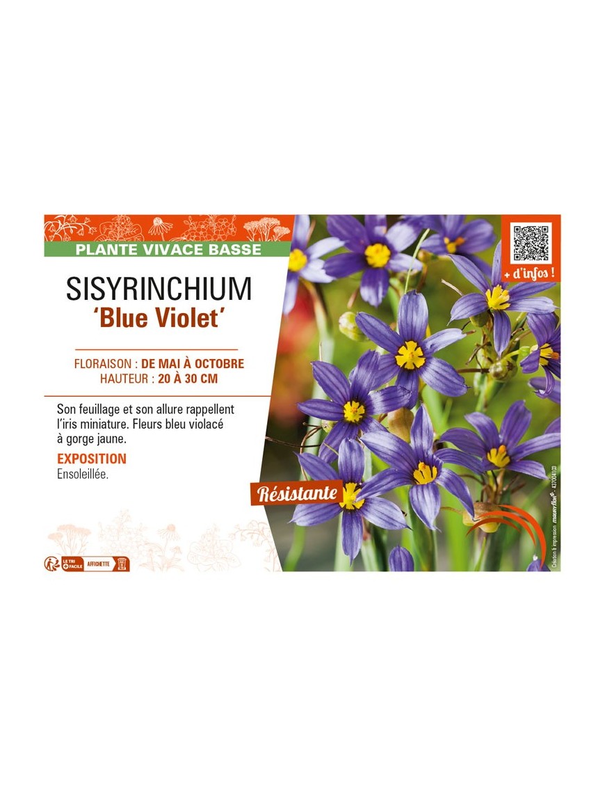SISYRINCHIUM (bellum) Blue Violet