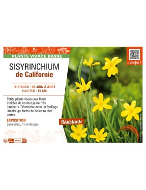 SISYRINCHIUM (californicum) de Californie