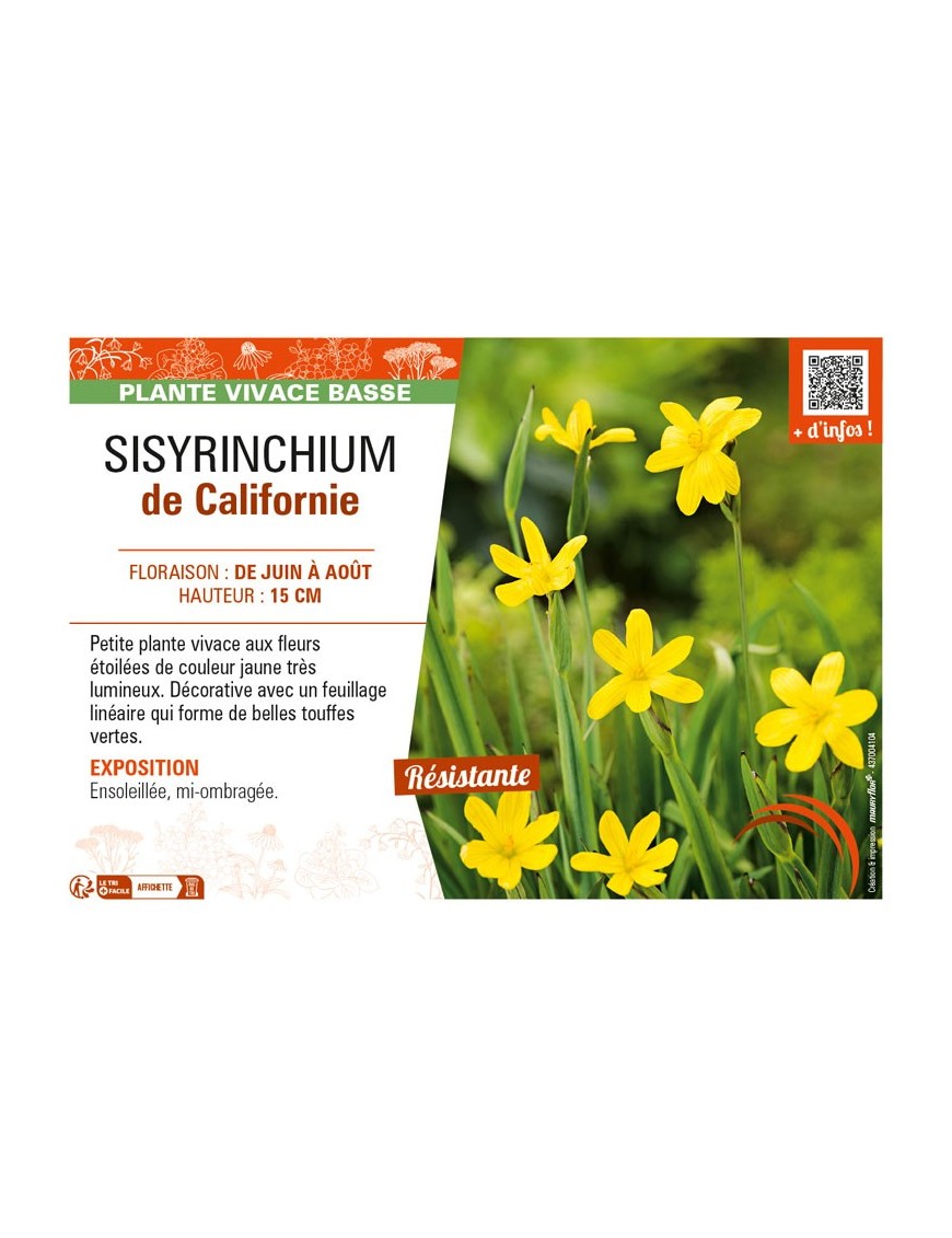 SISYRINCHIUM (californicum) de Californie
