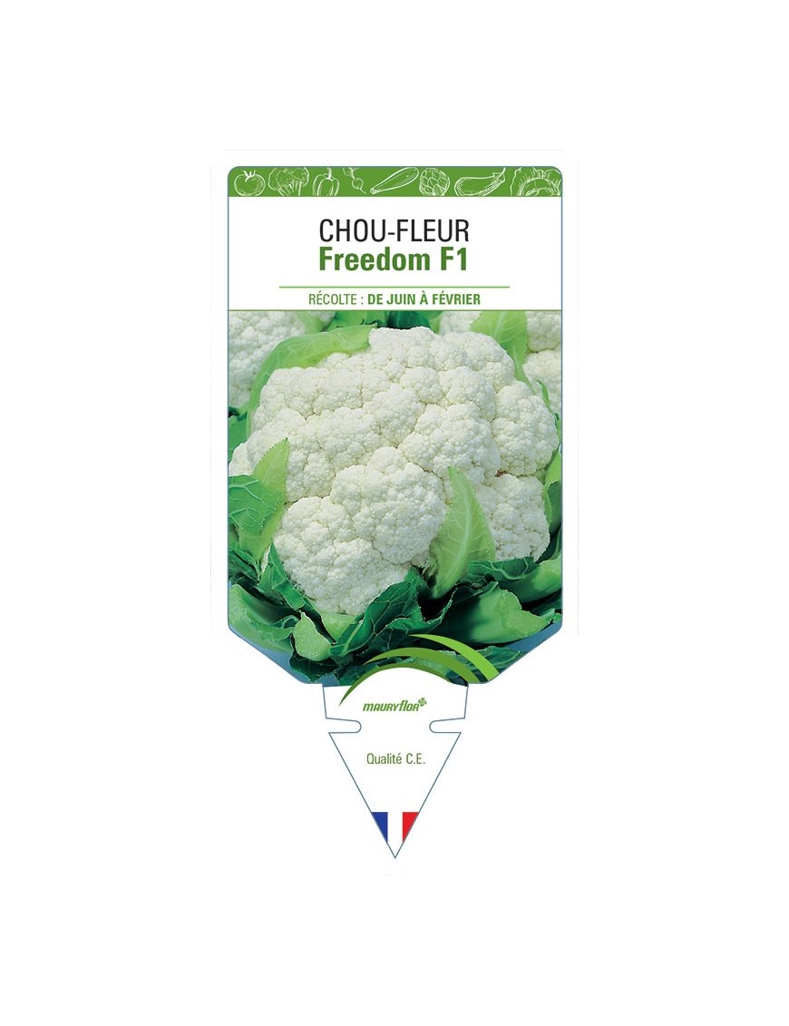 CHOU-FLEUR FREEDOM F1
