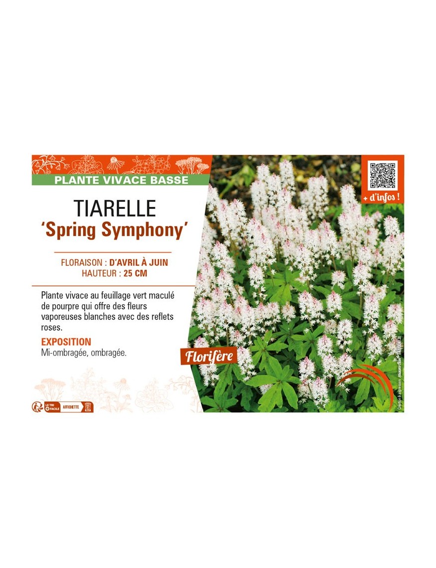 TIARELLA Spring Symphony