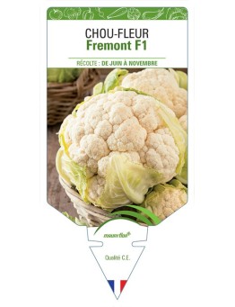 CHOU-FLEUR FREMONT F1