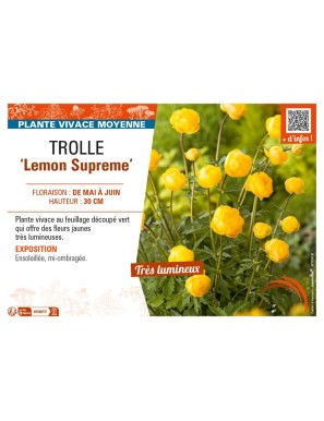 TROLLIUS europaeus f. compactus Lemon Supreme voir TROLLE