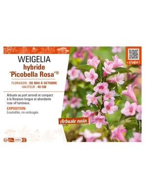 WEIGELIA hybride Picobella Rosa®