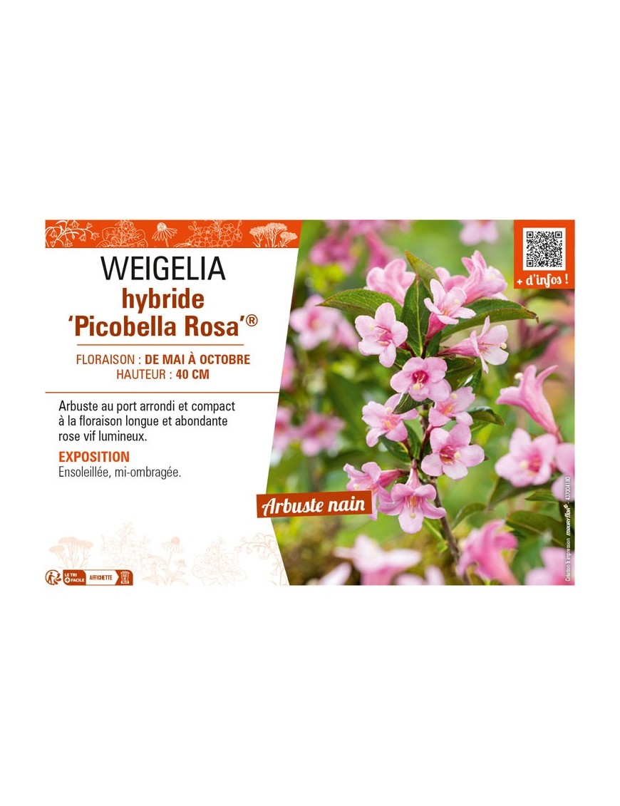 WEIGELIA hybride Picobella Rosa®