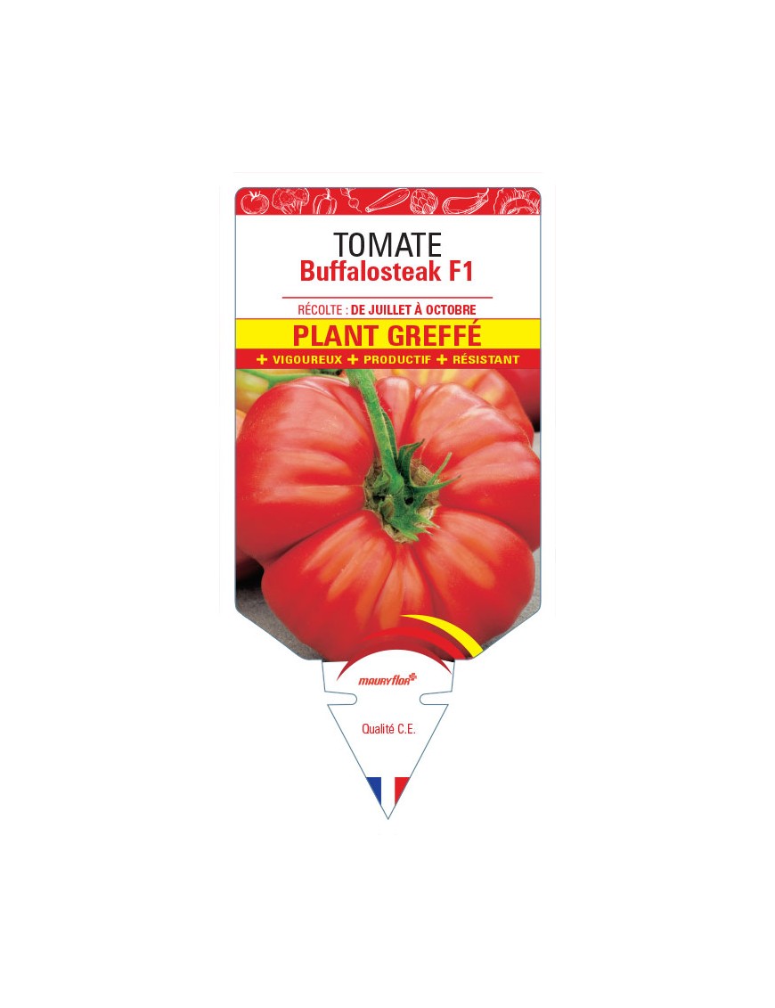 Tomate Buffalosteak F1 Plant greffé