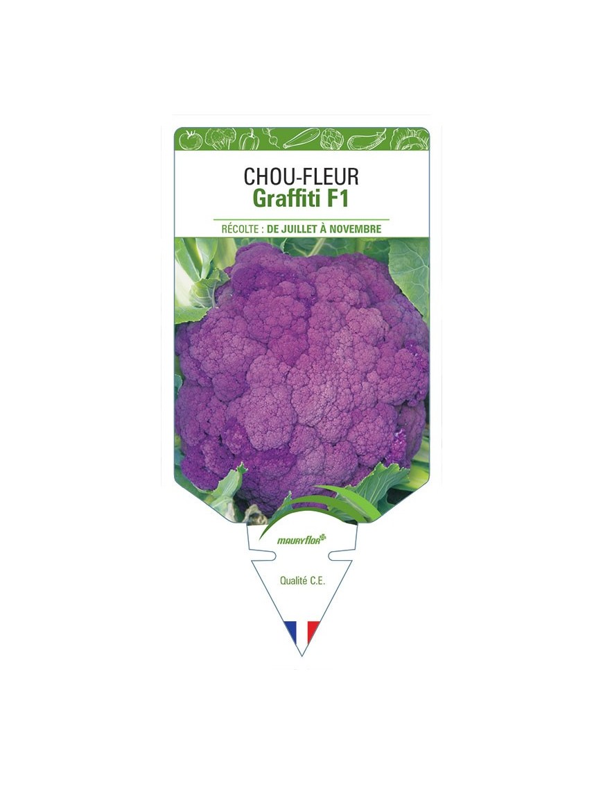 CHOU-FLEUR GRAFFITI F1
