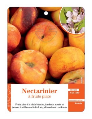 Nectarinier à fruits plats