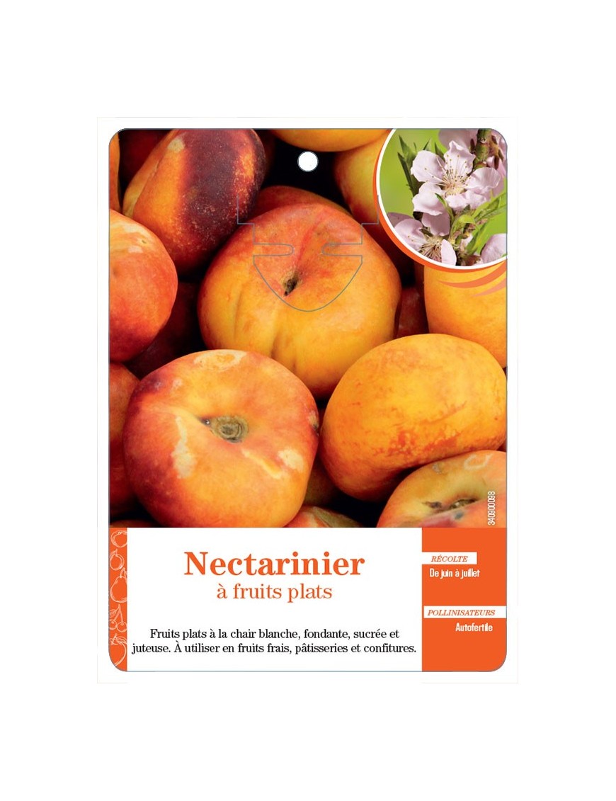 Nectarinier à fruits plats