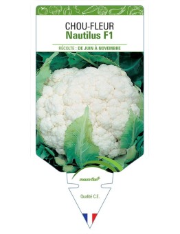 CHOU-FLEUR NAUTILUS F1
