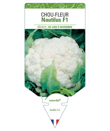 CHOU-FLEUR NAUTILUS F1