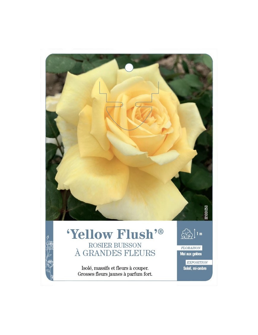Rosier à grandes fleurs Yellow Flush®