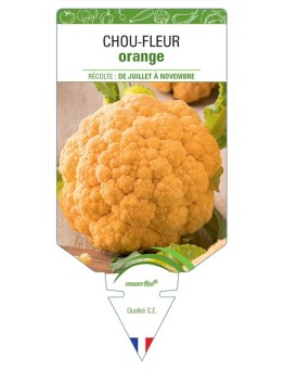 CHOU-FLEUR ORANGE