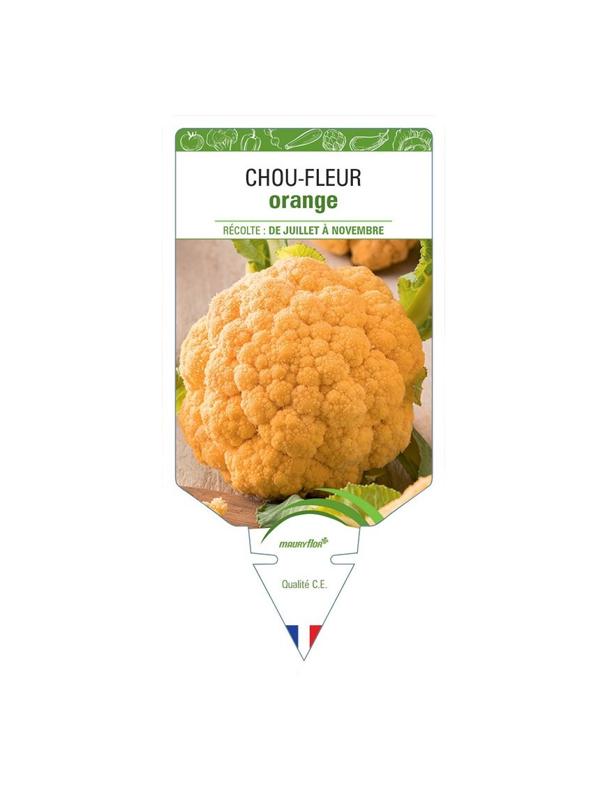 CHOU-FLEUR ORANGE