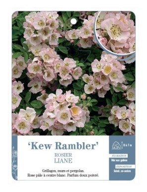 Rosier liane Kew Rambler