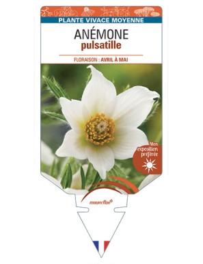 ANEMONE PULSATILLE (blanc)