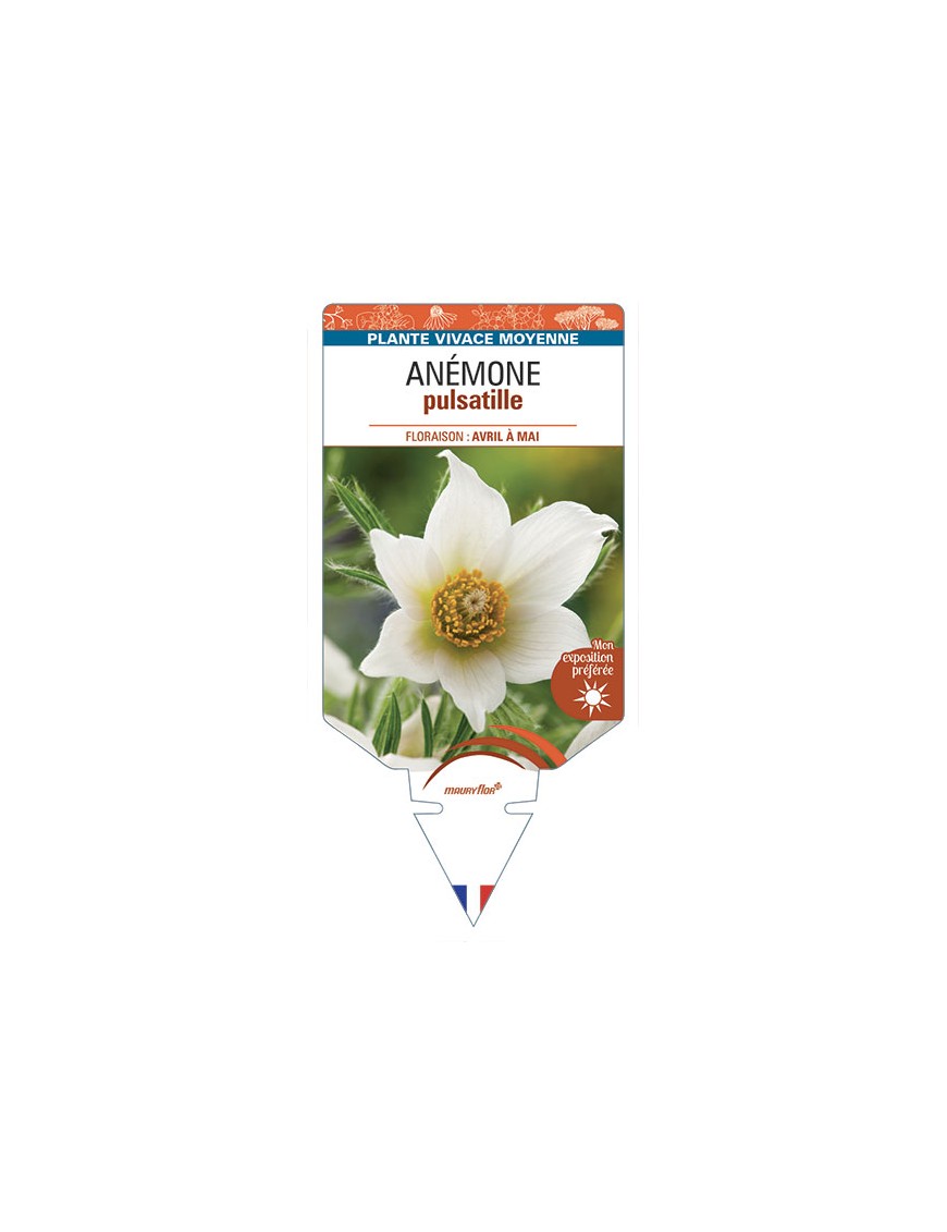 ANEMONE PULSATILLE (blanc)