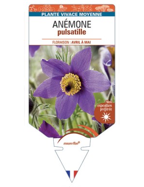 ANEMONE PULSATILLE (bleu)