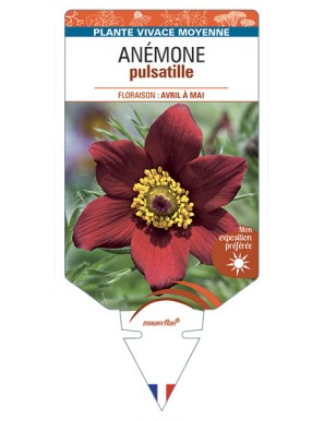 ANEMONE PULSATILLE (rouge)