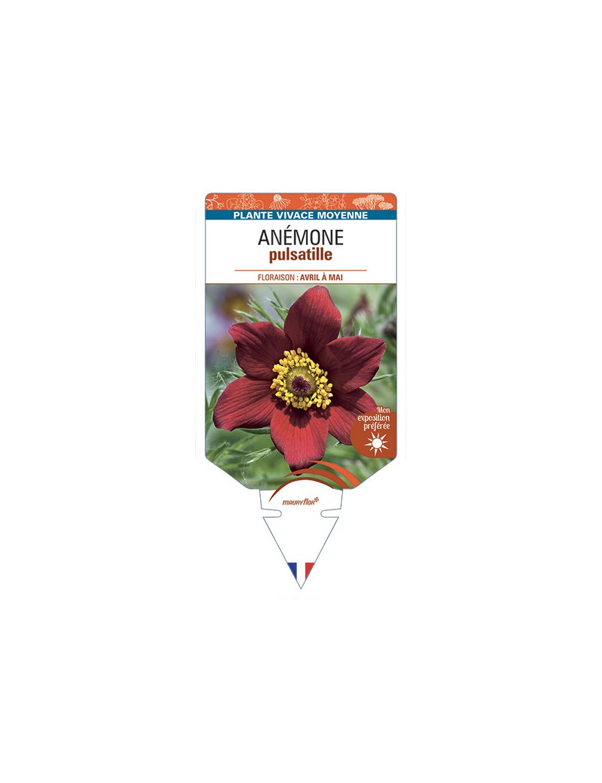 ANEMONE PULSATILLE (rouge)