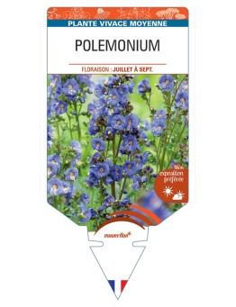 POLEMONIUM (bleu) *