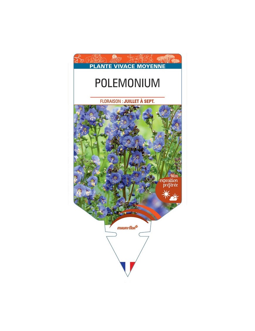 POLEMONIUM (bleu) *
