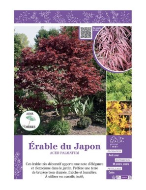 ACER PALMATUM voir ÉRABLE DU JAPON (varié)