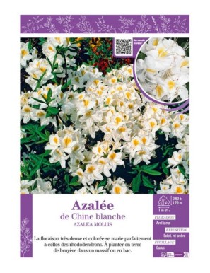 AZALEA MOLLIS voir AZALÉE DE CHINE (blanc)