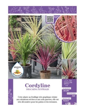 CORDYLINE  DRACAENA AUSTRALIS