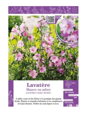 LAVATERA OLBIA ROSEA voir Lavatère Mauve en arbre