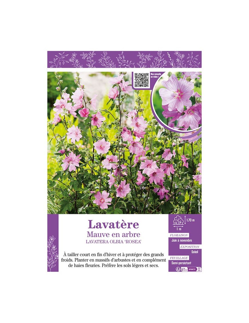 LAVATERA OLBIA ROSEA voir Lavatère Mauve en arbre