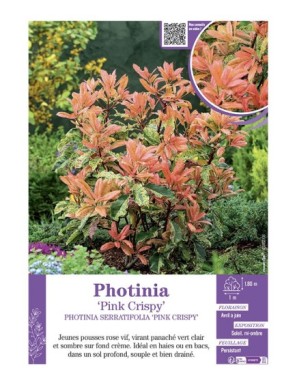 PHOTINIA SERRATIFOLIA PINK CRISPY