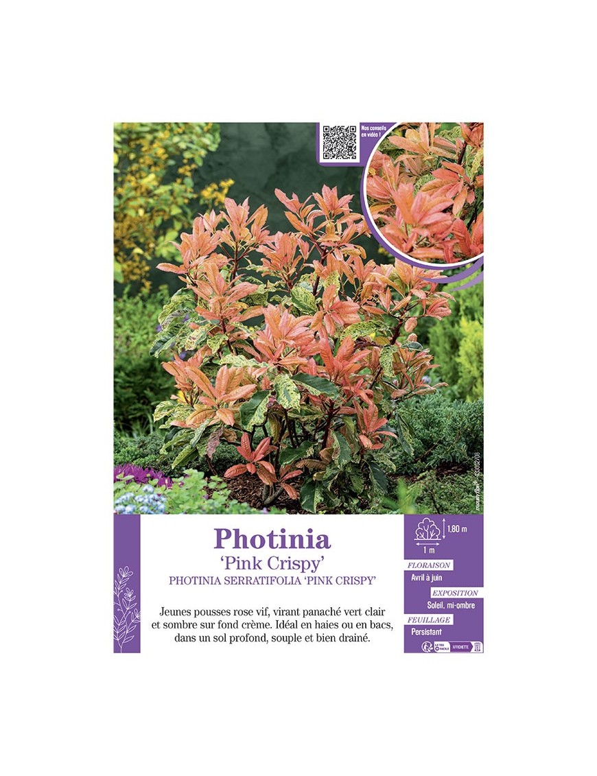 PHOTINIA SERRATIFOLIA PINK CRISPY