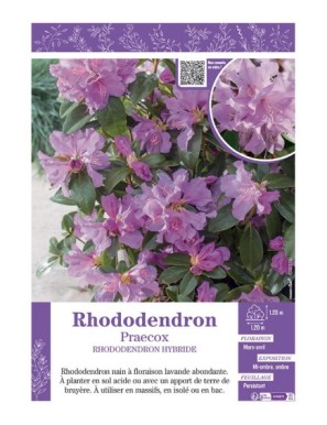 RHODODENDRON HYBRIDE PRAECOX