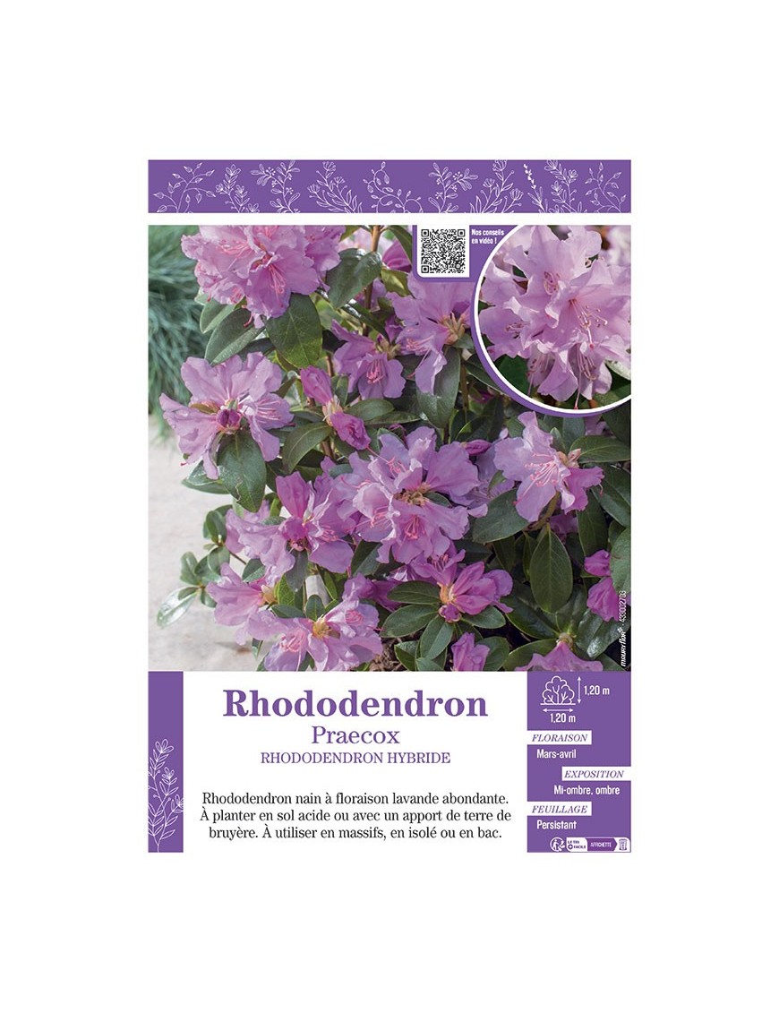 RHODODENDRON HYBRIDE PRAECOX