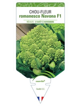 CHOU-FLEUR ROMANESCO NAVONA F1