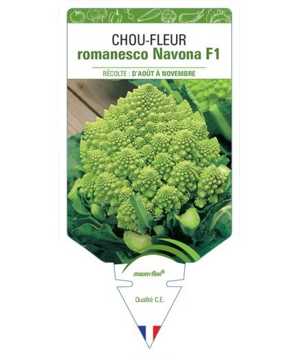 CHOU-FLEUR ROMANESCO NAVONA F1