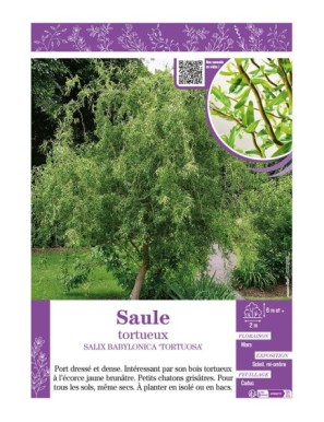 SALIX BABYLONICA TORTUOSA voir SAULE TORTUEUX