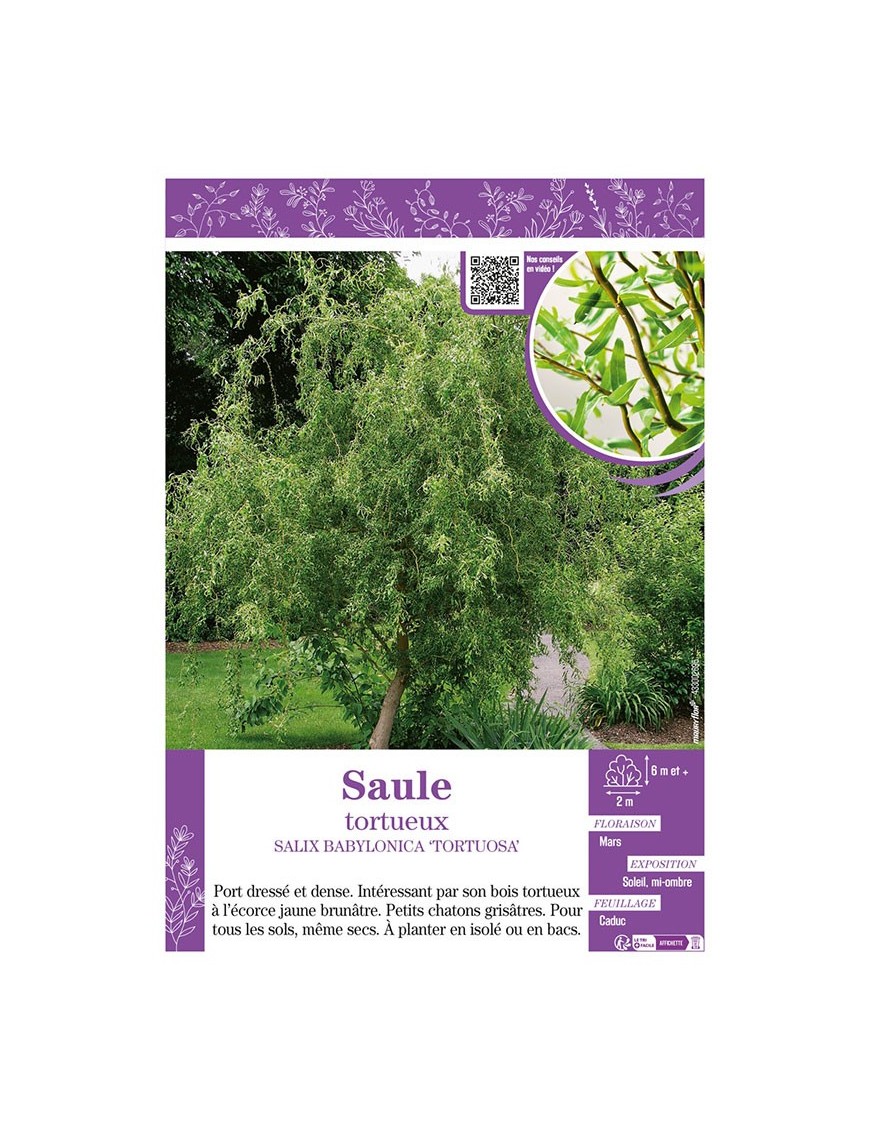 SALIX BABYLONICA TORTUOSA voir SAULE TORTUEUX