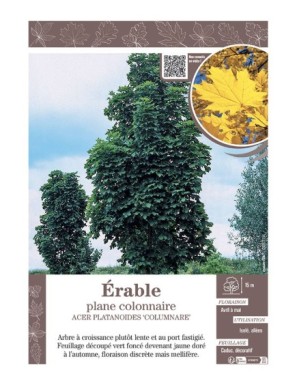 ACER PLATANOIDES COLUMNARE voir ÉRABLE PLANE COLONNAIRE