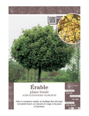 ACER PLATANOIDES GLOBOSUM voir ÉRABLE PLANE BOULE