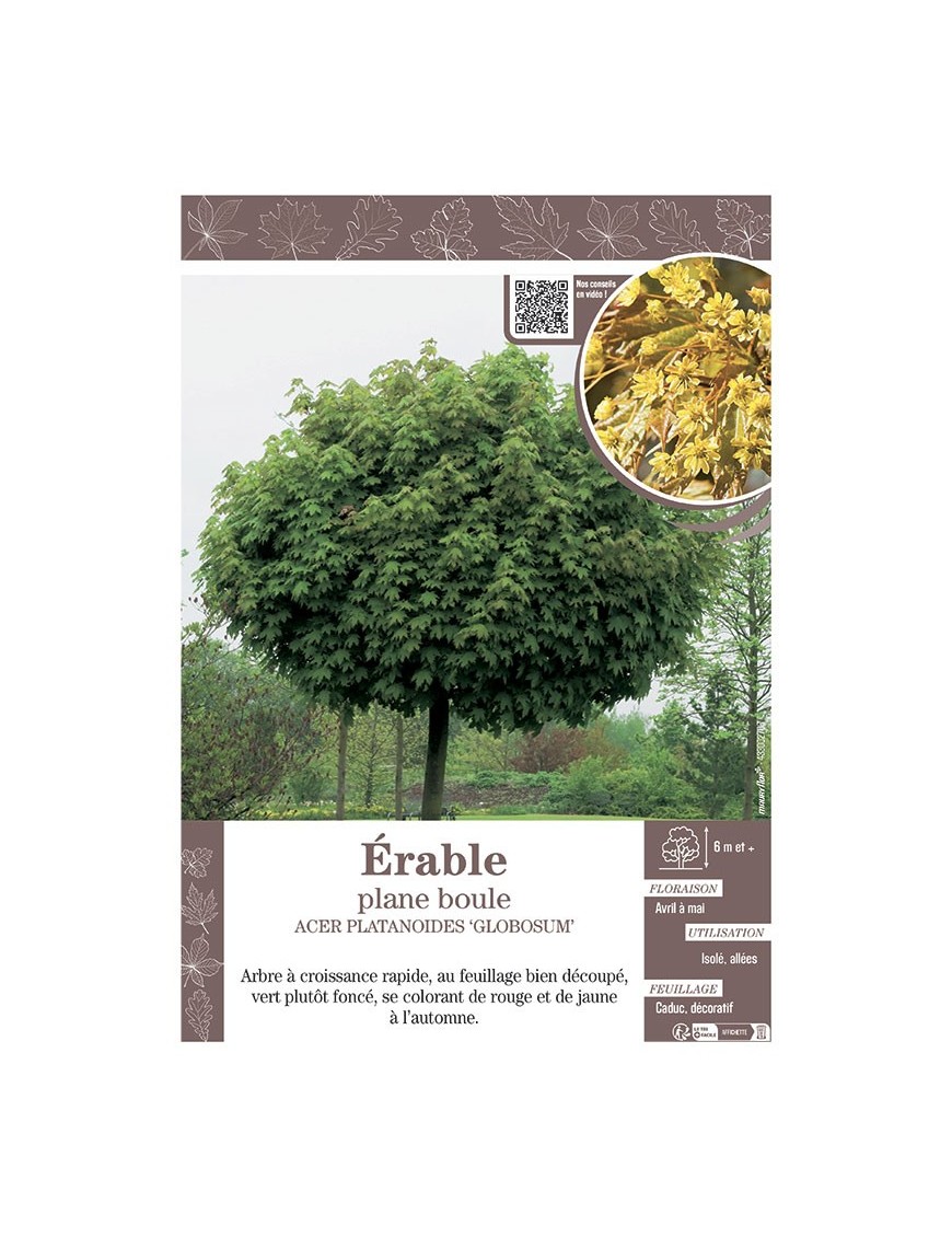 ACER PLATANOIDES GLOBOSUM voir ÉRABLE PLANE BOULE