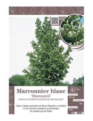 AESCULUS HIPPOCASTANUM BAUMANNII voir MARRONNIER BLANC