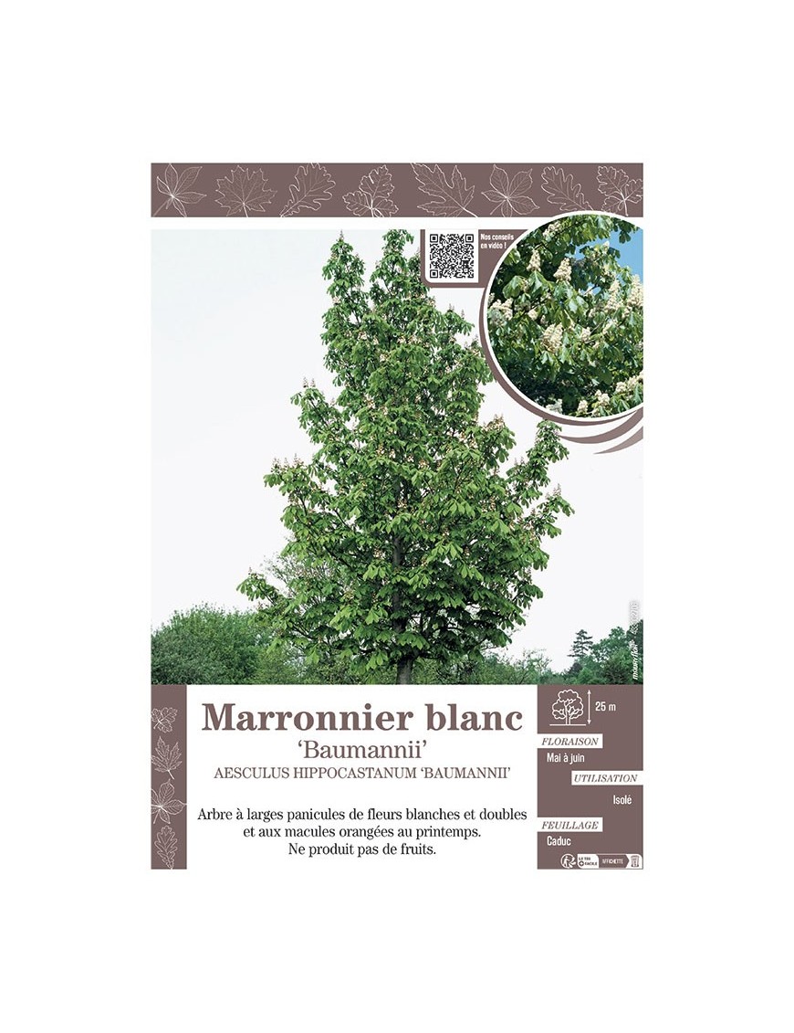 AESCULUS HIPPOCASTANUM BAUMANNII voir MARRONNIER BLANC