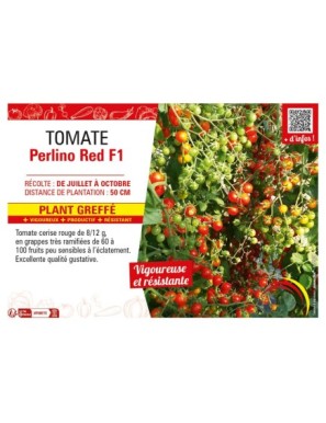 TOMATE PERLINO RED F1 Plant greffé