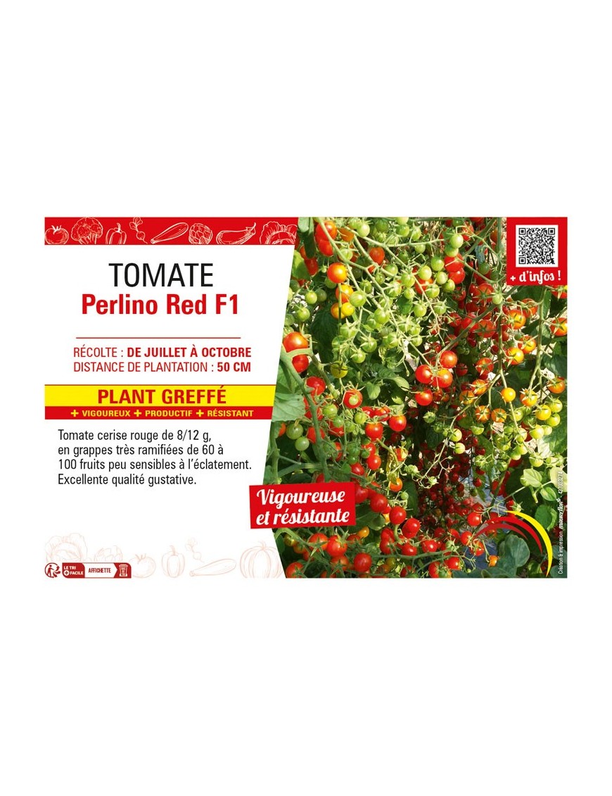 TOMATE PERLINO RED F1 Plant greffé