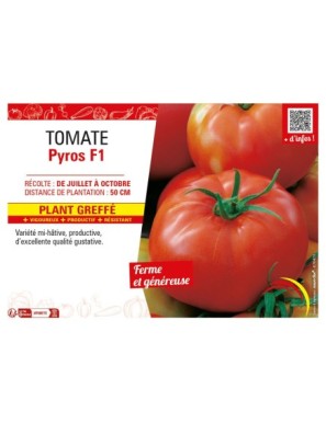 TOMATE PYROS F1 Plant greffé