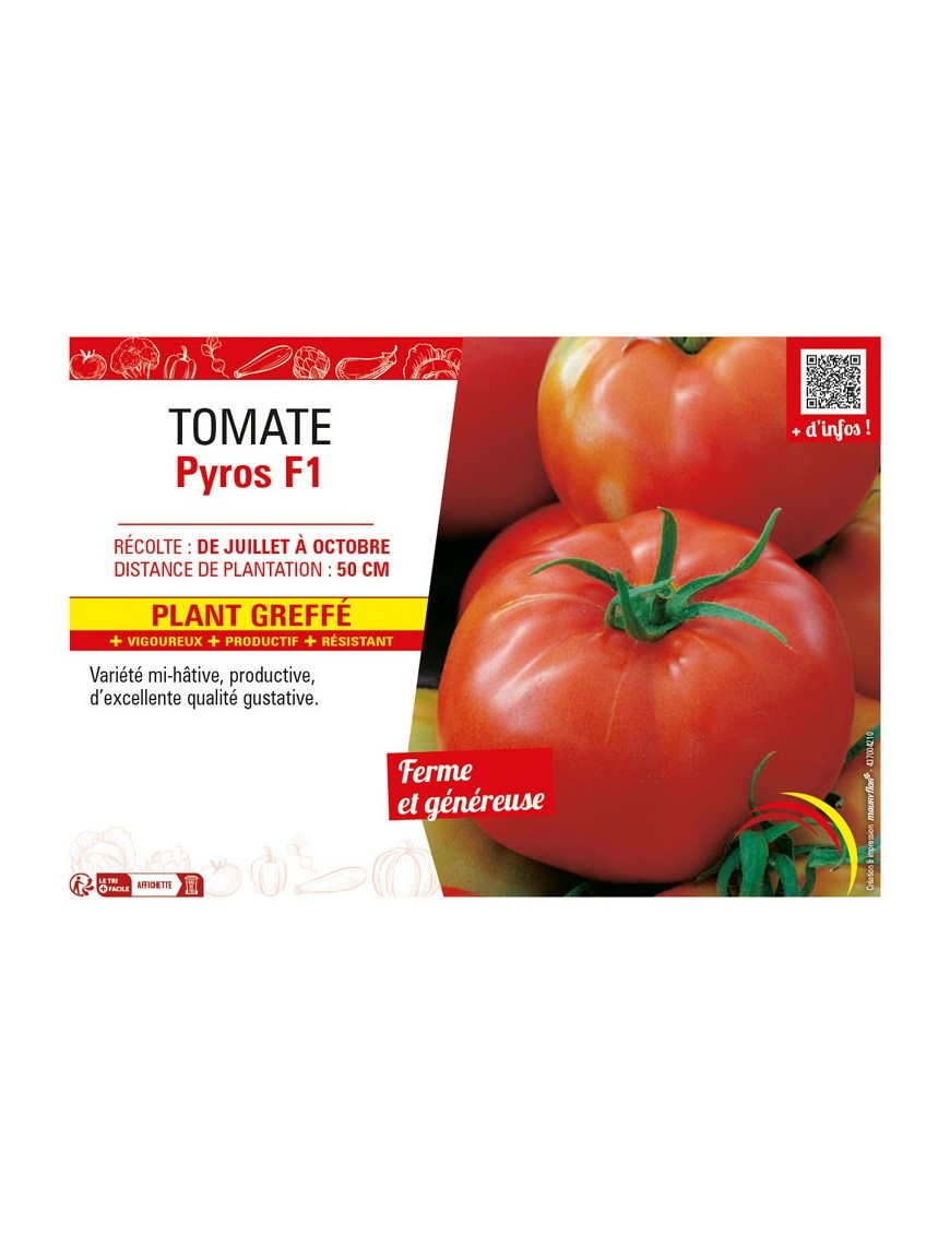 TOMATE PYROS F1 Plant greffé